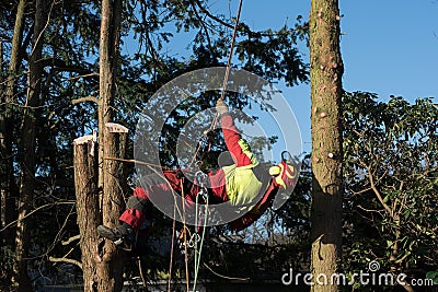 Tree climber in the sunlight cutting down a tree Stock Photo