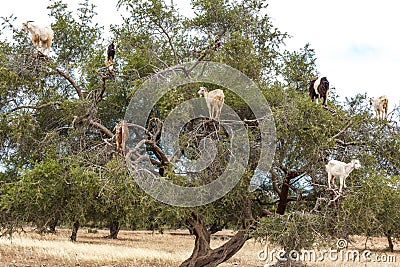 Tree climbing goats, argan tree, Morocco Stock Photo