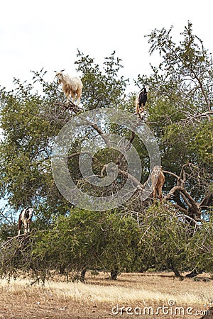 Tree climbing goats, argan tree, Morocco Stock Photo