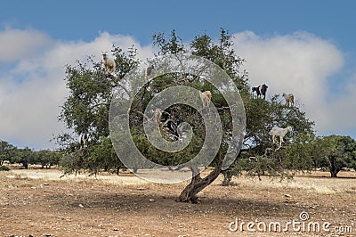 Tree climbing goats, argan tree, Morocco Stock Photo