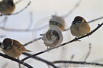 Tree. Close up sparrows. winter Stock Photo