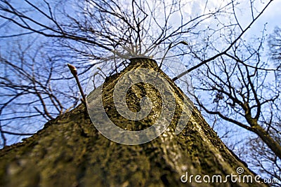 Tree closeup Stock Photo