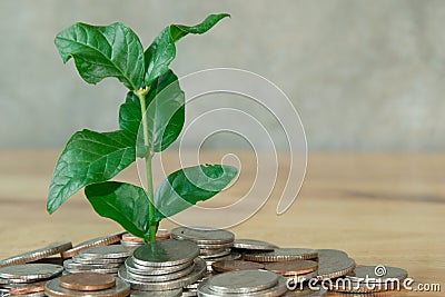 Tree in coins mound Stock Photo