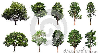 Tree collection, Beautiful large Stock Photo