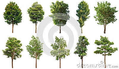 Tree collection, Beautiful large Stock Photo