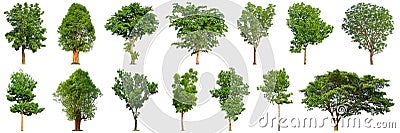Tree collection isolated on white background 14 trees. Stock Photo