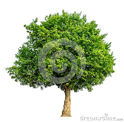 The tree is completely separated from the background, scientific name. Sindora siamensis Stock Photo