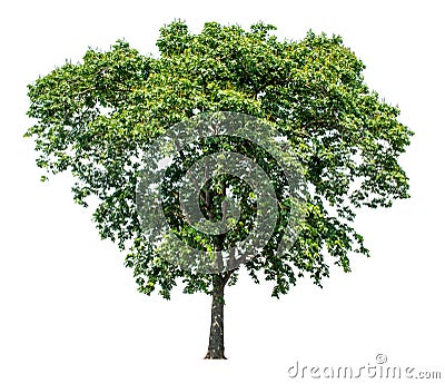 The tree is completely separated from the background, scientific name. Sindora siamensis Stock Photo