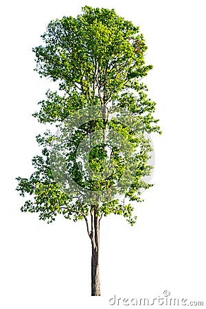 The tree is completely separated from the white ba background Scientific name Stock Photo