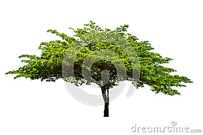 The tree is completely separated from the white ba background Scientific Stock Photo