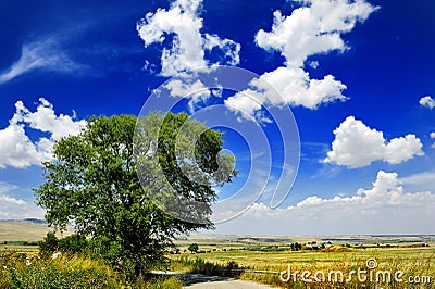 Tree in countryside landscape under blue sky with clouds, Italy Stock Photo