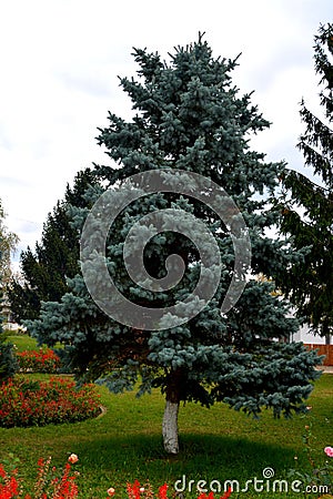 Tree. Courtyard of the Monastery Zamfira Stock Photo