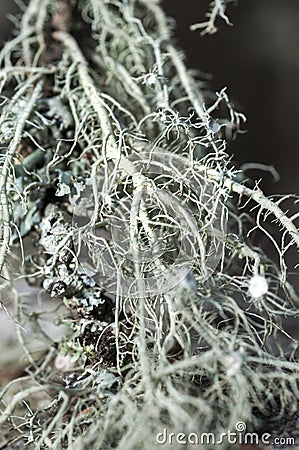 A tree covered with leafy foliose lichens and shrubby fruticose lichens. Stock Photo