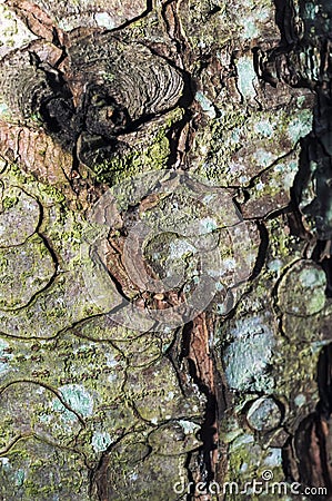 A tree covered with leafy foliose lichens and shrubby fruticose lichens. Stock Photo