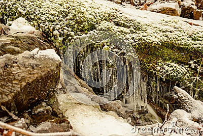 A tree covered with moss and icicles Stock Photo