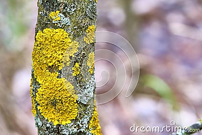 Tree is covered with moss which damages the tree and kills it by allowing it to develop fungal diseases and infections. color Stock Photo