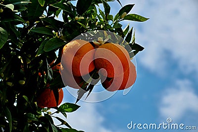 Tree covered with ripe oranges and white flowers Stock Photo