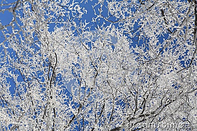 Tree covered Stock Photo