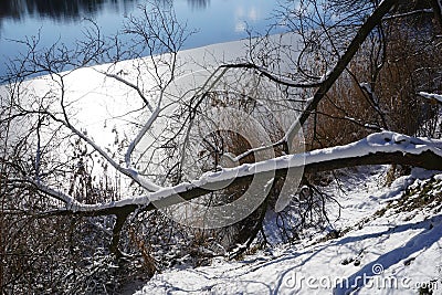 Tree covered with snow laying on lake shore in winter Stock Photo