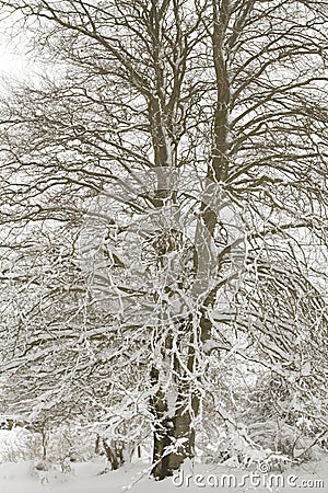 Tree covered in snow Stock Photo