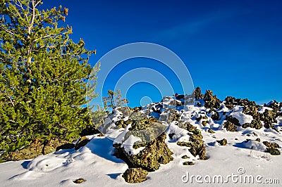 Tree at craters of the moon Stock Photo