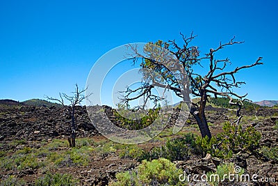 Tree in Craters of the Moon Stock Photo