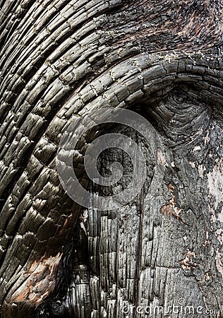 Tree creature Stock Photo