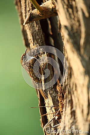 Tree creeper bird. Stock Photo