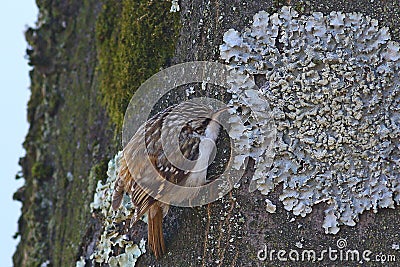 Tree creeper, Certhia Familiaris Stock Photo