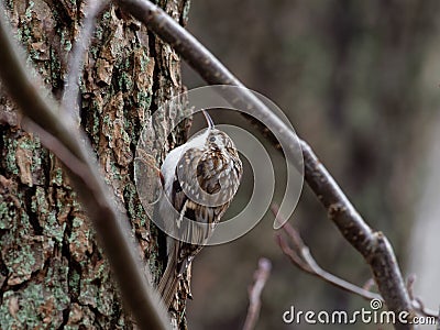 Tree creeper - Certhia familiaris Stock Photo