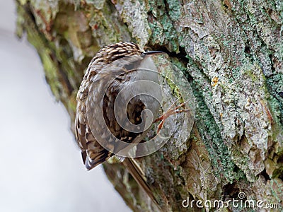 Tree creeper - Certhia familiaris Stock Photo