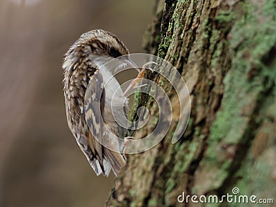 Tree creeper - Certhia familiaris Stock Photo