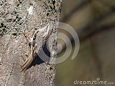 Tree creeper - Certhia familiaris Stock Photo