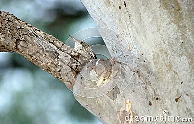 Tree Creeper on Gum Tree Stock Photo