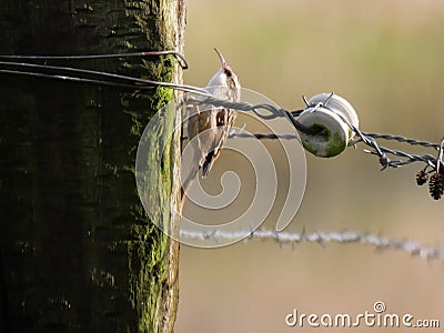 tree creeper on pasture pole Stock Photo