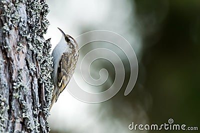 Tree-creeper (Certhia familiaris) Stock Photo