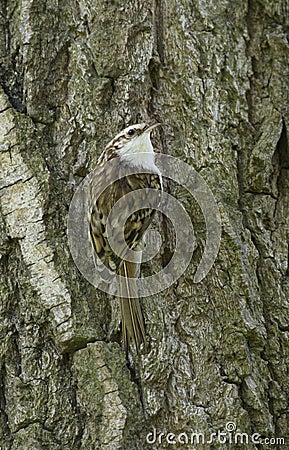 a tree creeper on a trunk of a tree Stock Photo