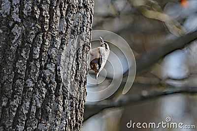 A tree creeper works its way upwards on the trunk of a tree Stock Photo