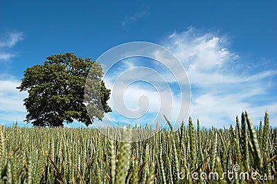 Tree in a Crop Field Stock Photo