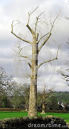 Tree, cropped, pruned, pollarded Stock Photo