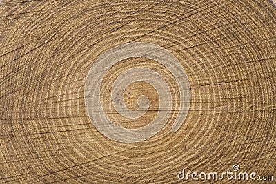 Tree cross section Stock Photo