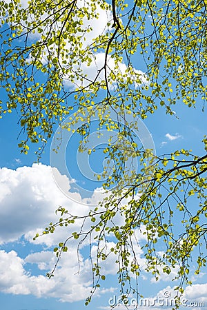 Tree crown of a birch tree, fresh green leaves. blue sky with clouds Stock Photo