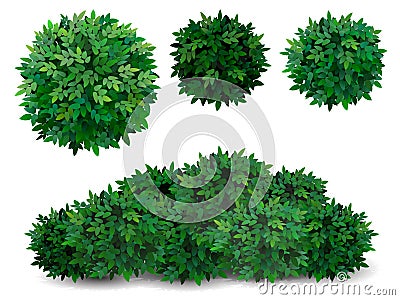 Tree crown foliage bush Vector Illustration