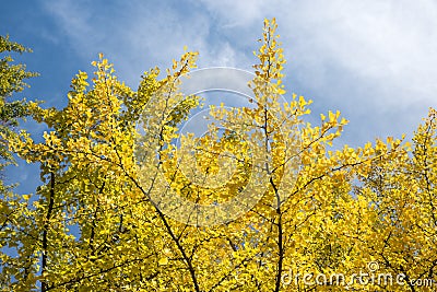 Tree crowns of yellow leaved gingko trees and blue sky with clouds Stock Photo