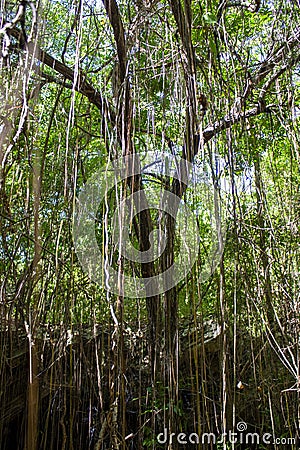 Tree at Cueva Musulmanes, Varadero Stock Photo