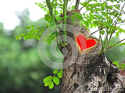 Tree cut incision looked like a heart. Red paint added for distinction Stock Photo
