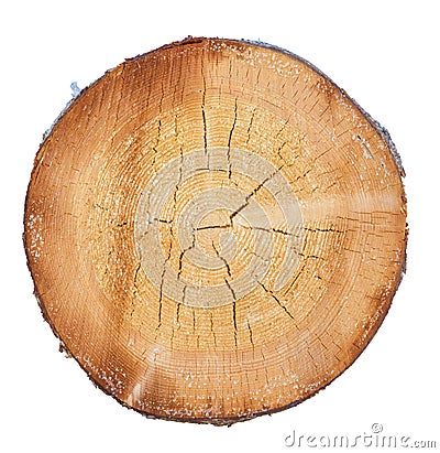 tree in a cut Stock Photo