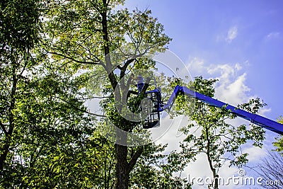 Tree Cutter Stock Photo