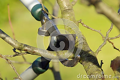 Tree cutting 15 Stock Photo