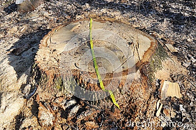 Tree Cutting Photo. Deforestation concept and when a tree falls in a forest that is being cut down for development Stock Photo